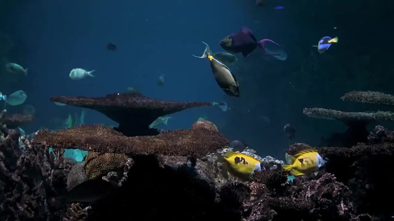 Glow-in-the-Dark Waterproof Phone Pouch for Swimming and Diving - Universal Sealed Dry Bag for Mobile Phones